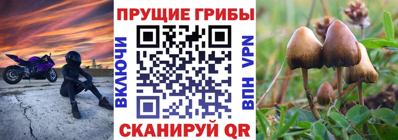 Купить  Йошкар-Ола  Псилоцибиновые грибы GOLDEN TEACHER 